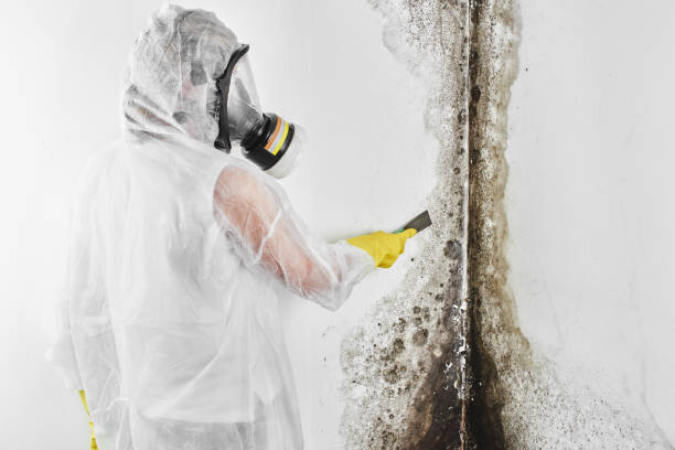 Best Mold Damage Repair  in Angwin, CA
