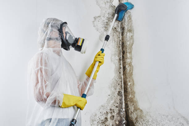 Best Attic Mold Removal  in Angwin, CA