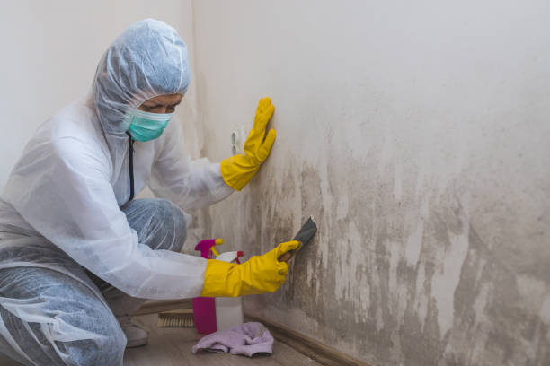 Best Attic Mold Removal  in Angwin, CA