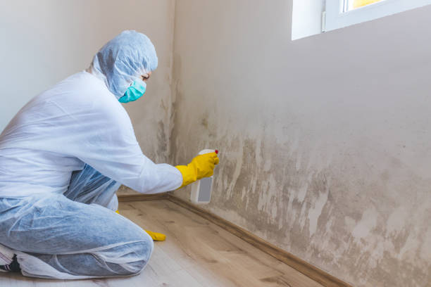 Best Best Mold Removal Companies  in Angwin, CA