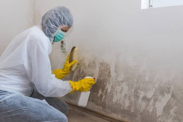 Best Local Mold Removal Service  in Angwin, CA