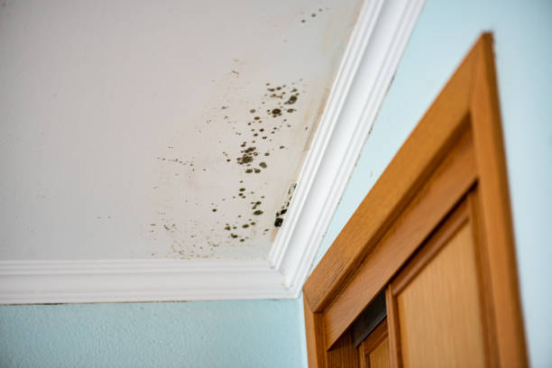 Best Affordable Mold Removal  in Angwin, CA