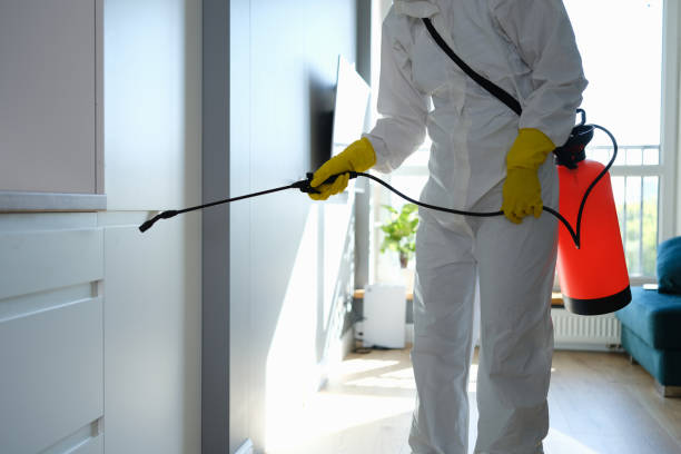 Best Residential Mold Removal  in Angwin, CA