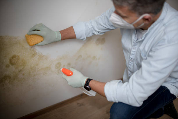 Best Mold Removal Near Me  in Angwin, CA