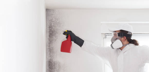 Reliable Angwin, CA Mold Removal Solutions
