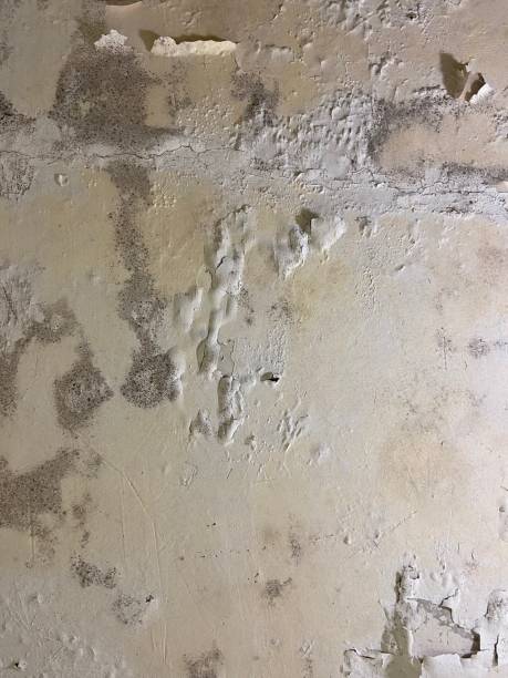 Best Professional Mold Removal  in Angwin, CA