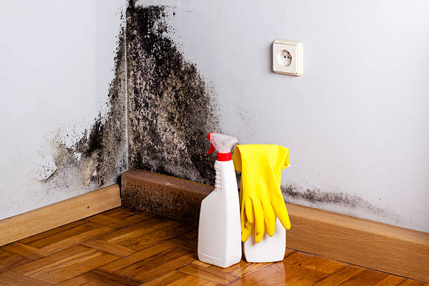 Best Same-Day Mold Removal  in Angwin, CA