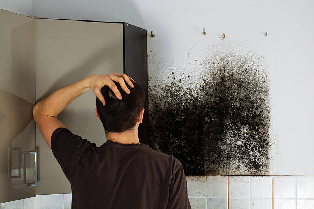 Best Professional Mold Removal  in Angwin, CA