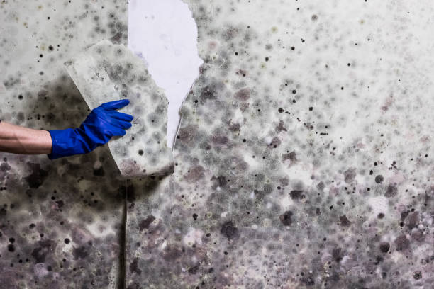 Best Certified Mold Removal  in Angwin, CA