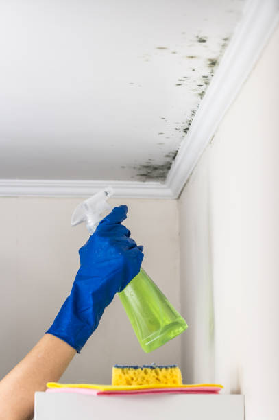 Best Mold Remediation  in Angwin, CA