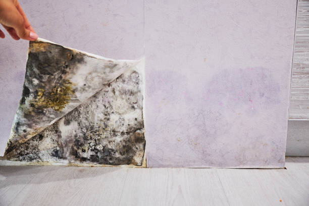 Best Black Mold Removal  in Angwin, CA